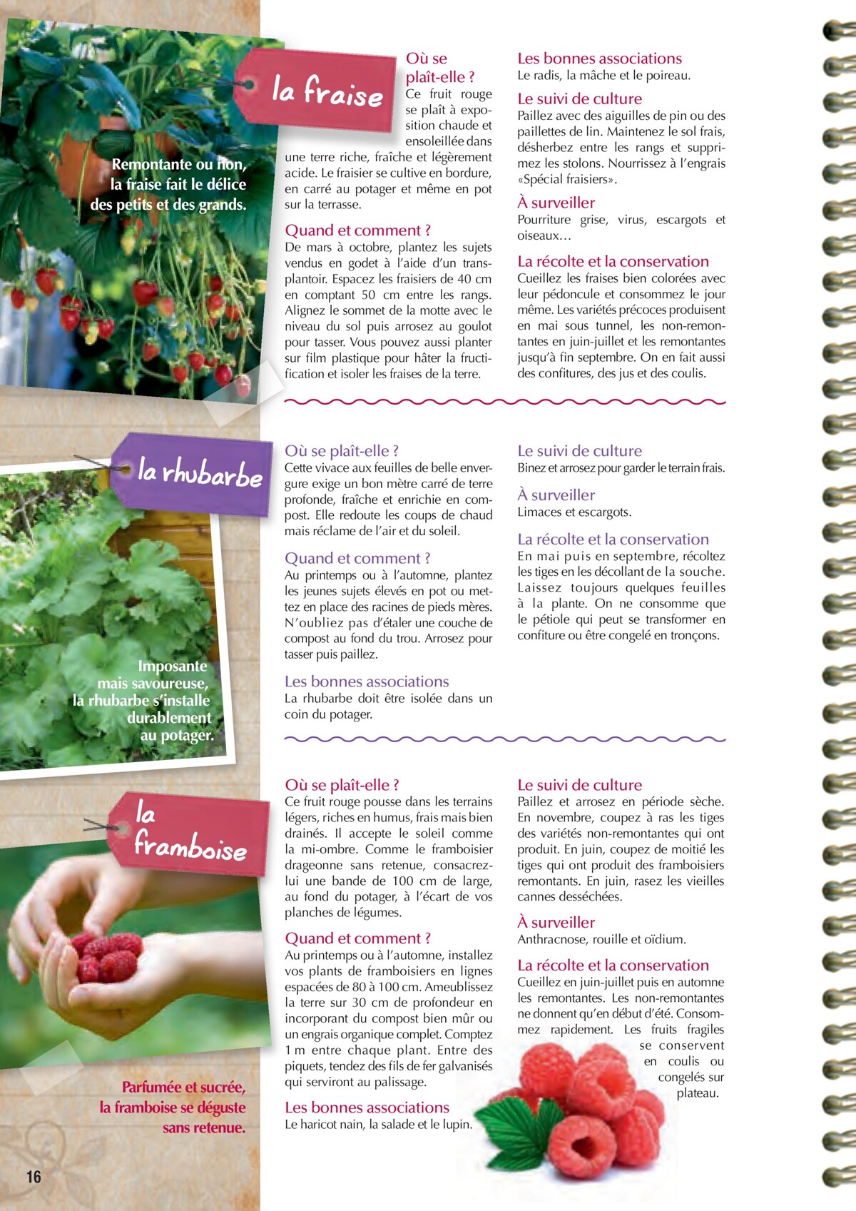 Catalogue Point Vert- Le Guide du potager, page 00016