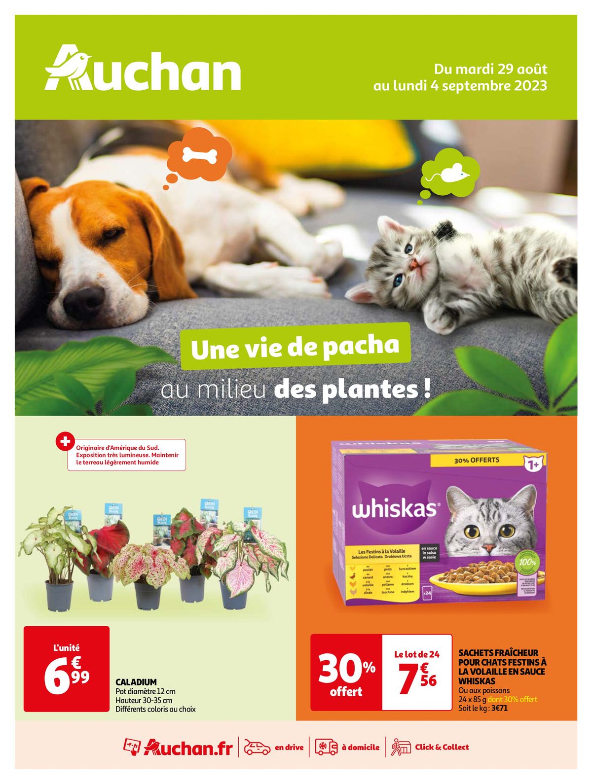 Catalogue Une vie de pacha au milieu des plantes !, page 00001