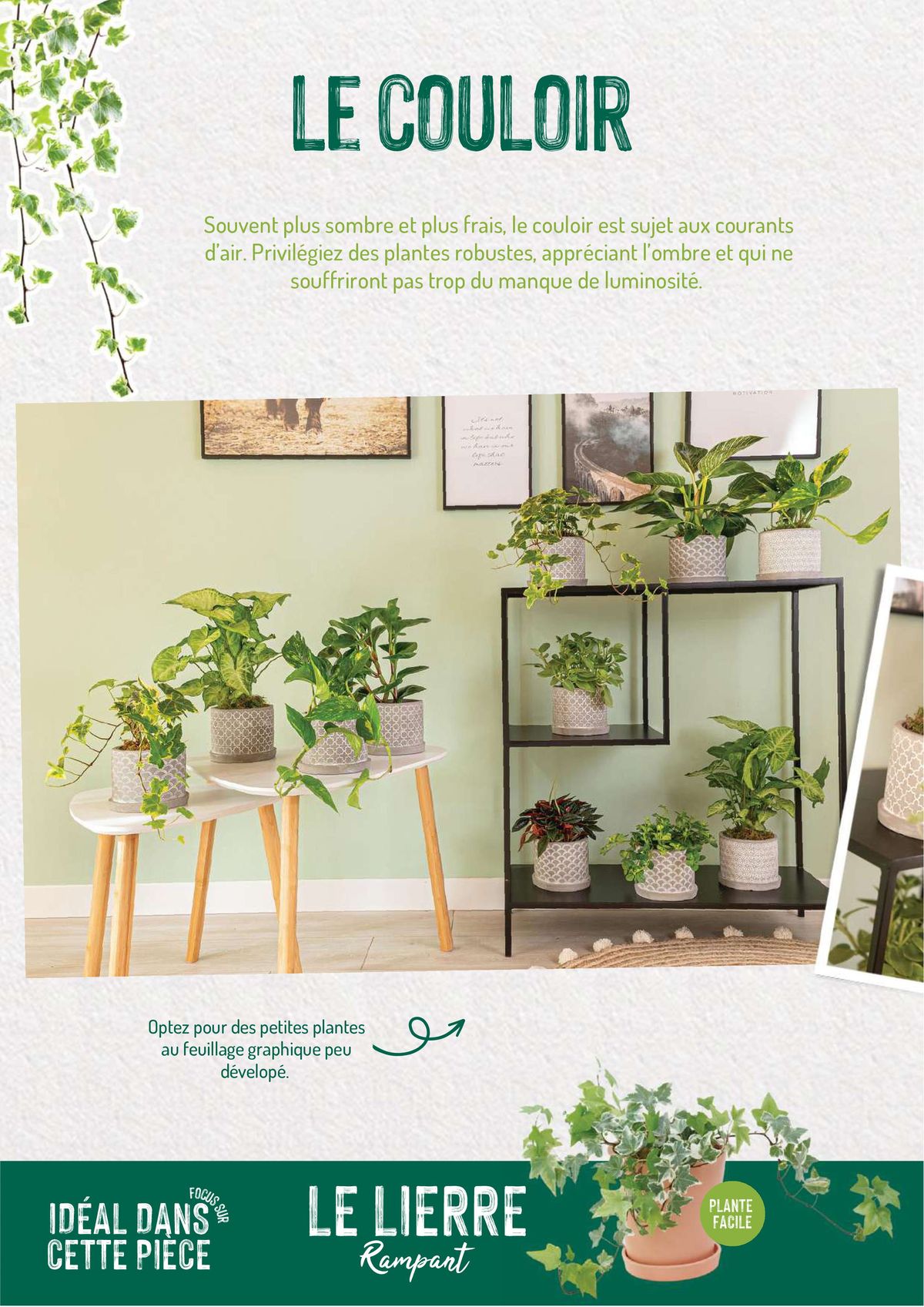 Catalogue Quelles plantes vertes por quelles pièces de la maison?, page 00004