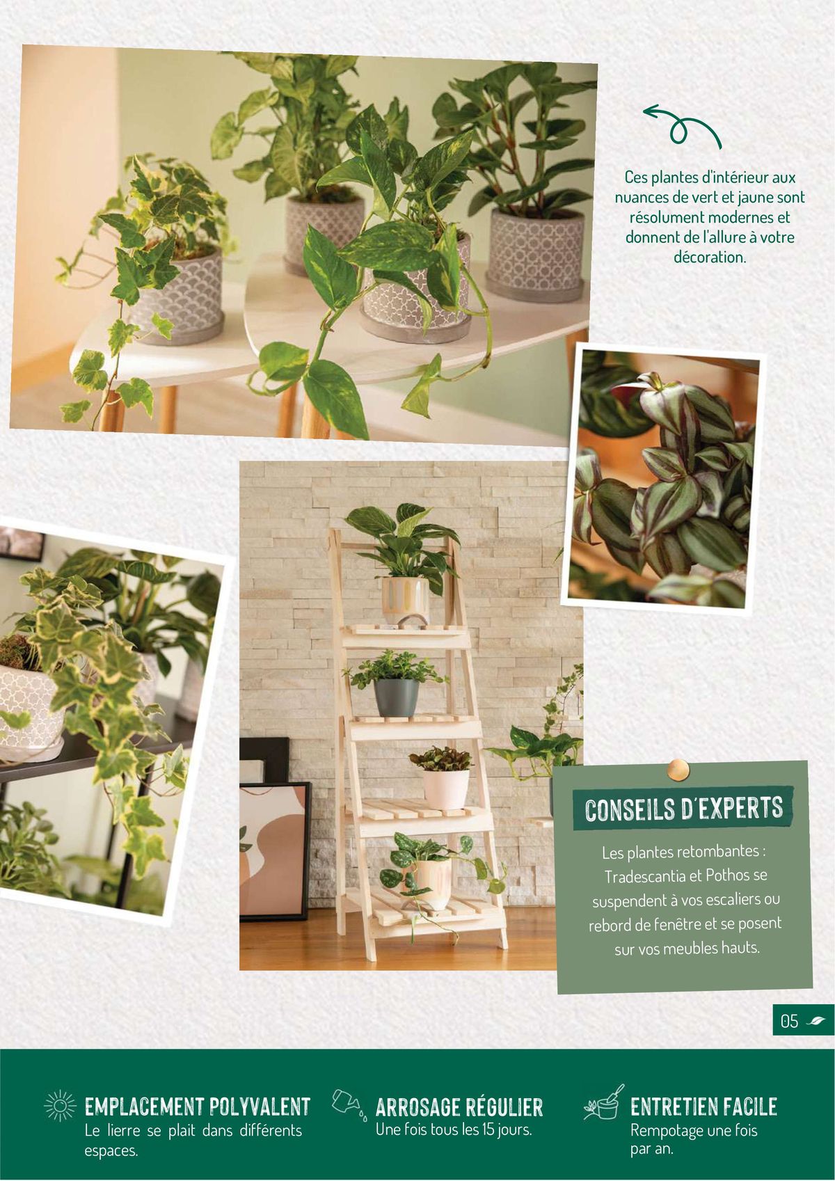 Catalogue Quelles plantes vertes por quelles pièces de la maison?, page 00005