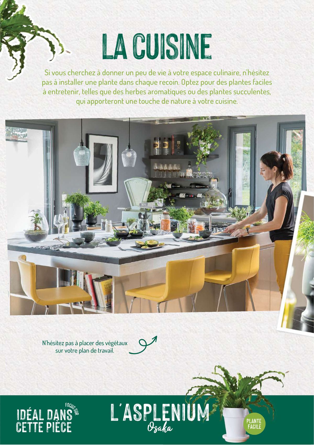Catalogue Quelles plantes vertes por quelles pièces de la maison?, page 00008