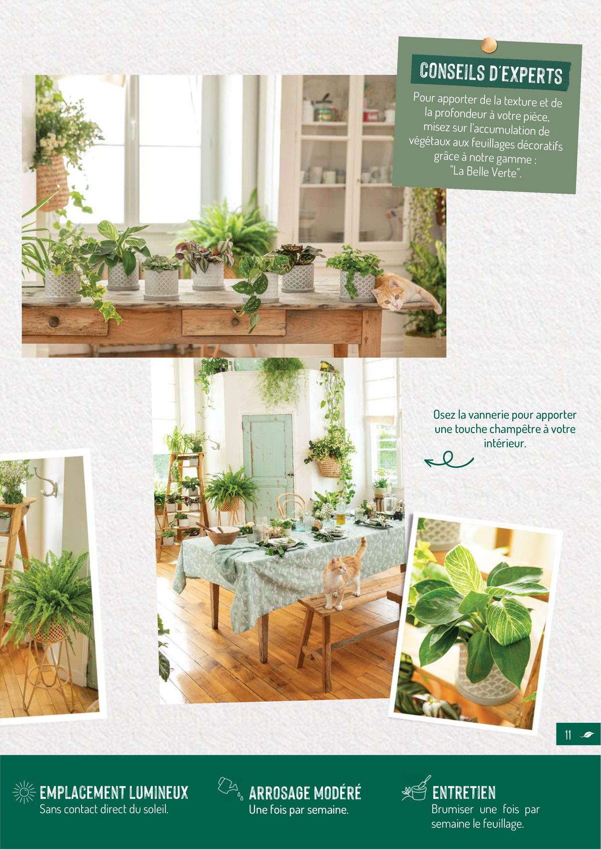 Catalogue Quelles plantes vertes por quelles pièces de la maison?, page 00011
