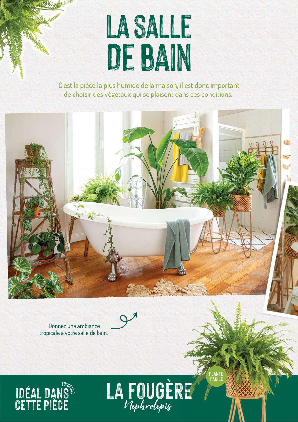 Catalogue Quelles plantes vertes por quelles pièces de la maison?, page 00012