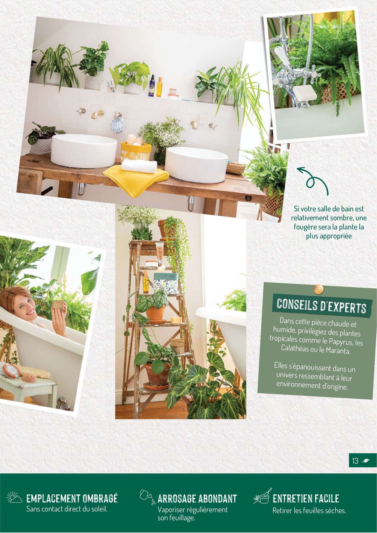 Catalogue Quelles plantes vertes por quelles pièces de la maison?, page 00013
