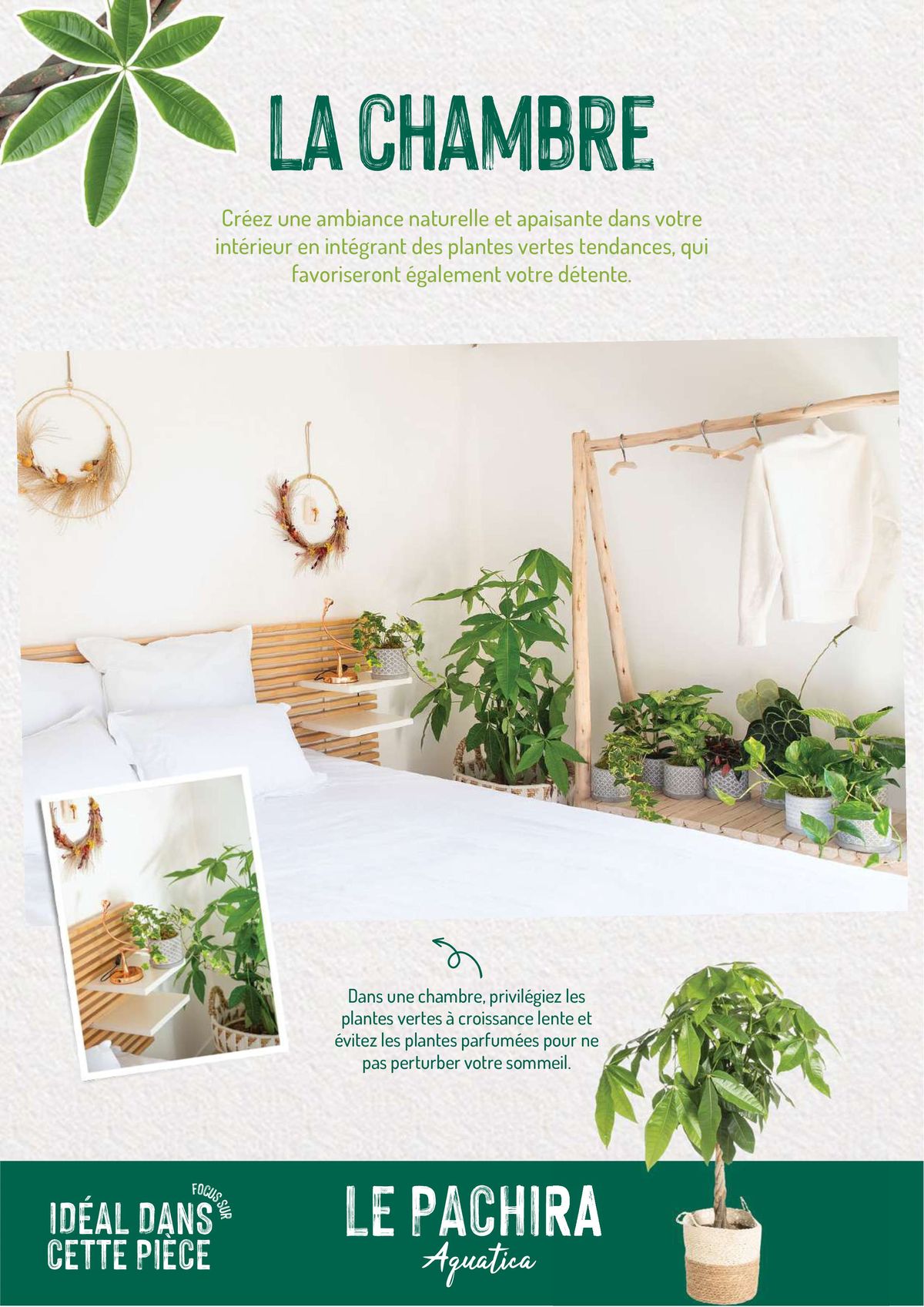 Catalogue Quelles plantes vertes por quelles pièces de la maison?, page 00014