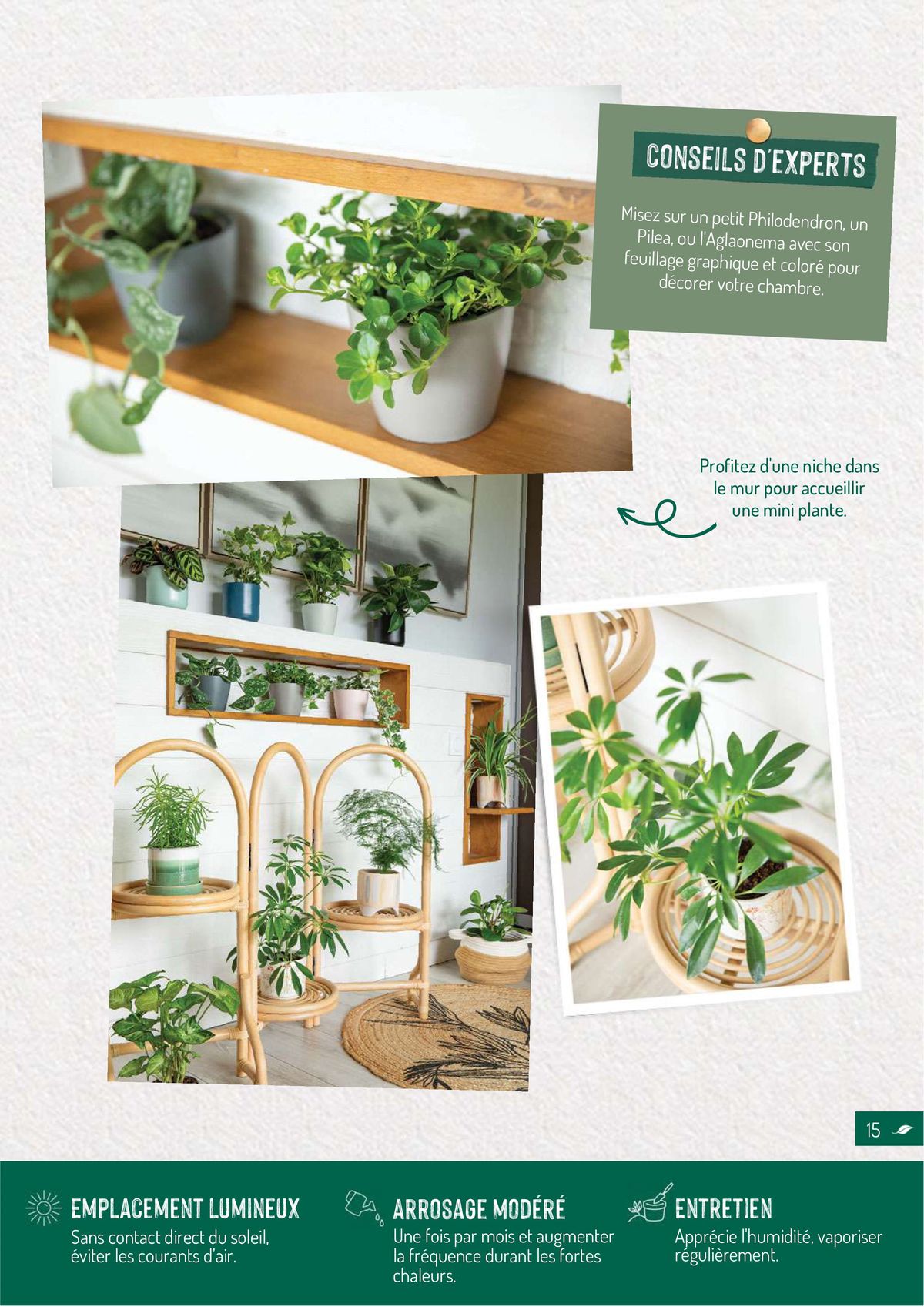 Catalogue Quelles plantes vertes por quelles pièces de la maison?, page 00015