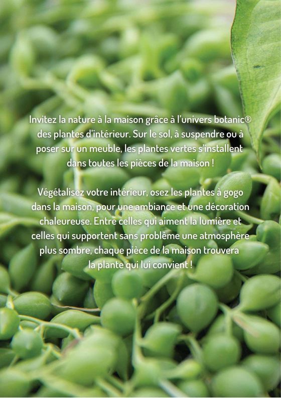 Catalogue Botanic à Lyon | Quelles plantes vertes por quelles pièces de la maison? | 25/09/2023 - 14/10/2023