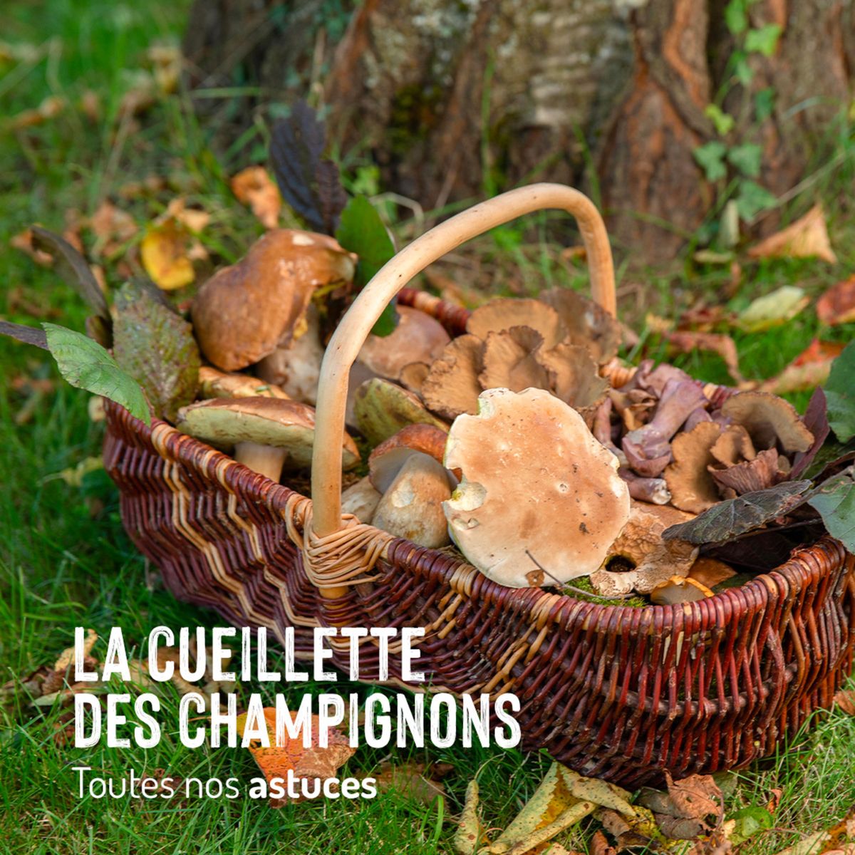 Catalogue La cueillette des champignons, page 00001