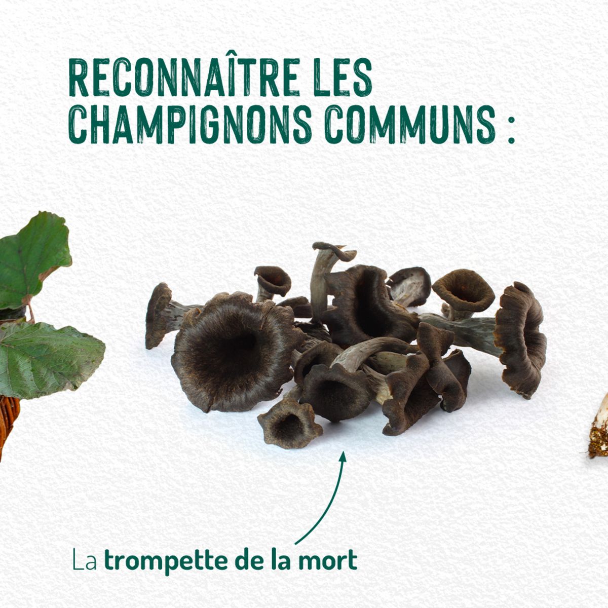 Catalogue La cueillette des champignons, page 00002