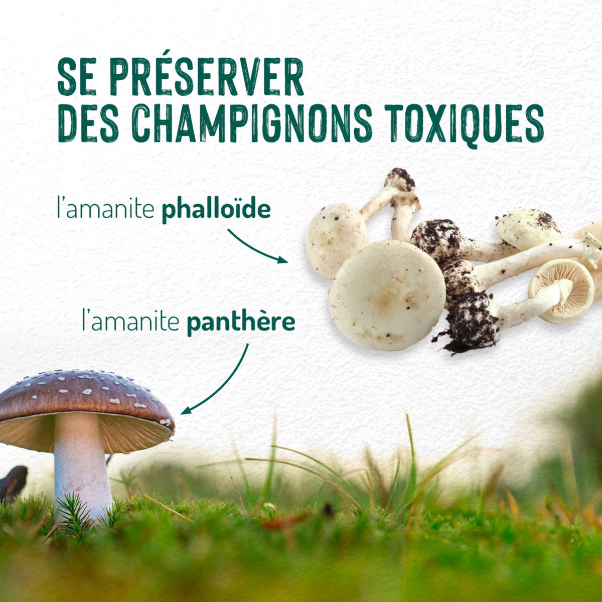 Catalogue La cueillette des champignons, page 00004