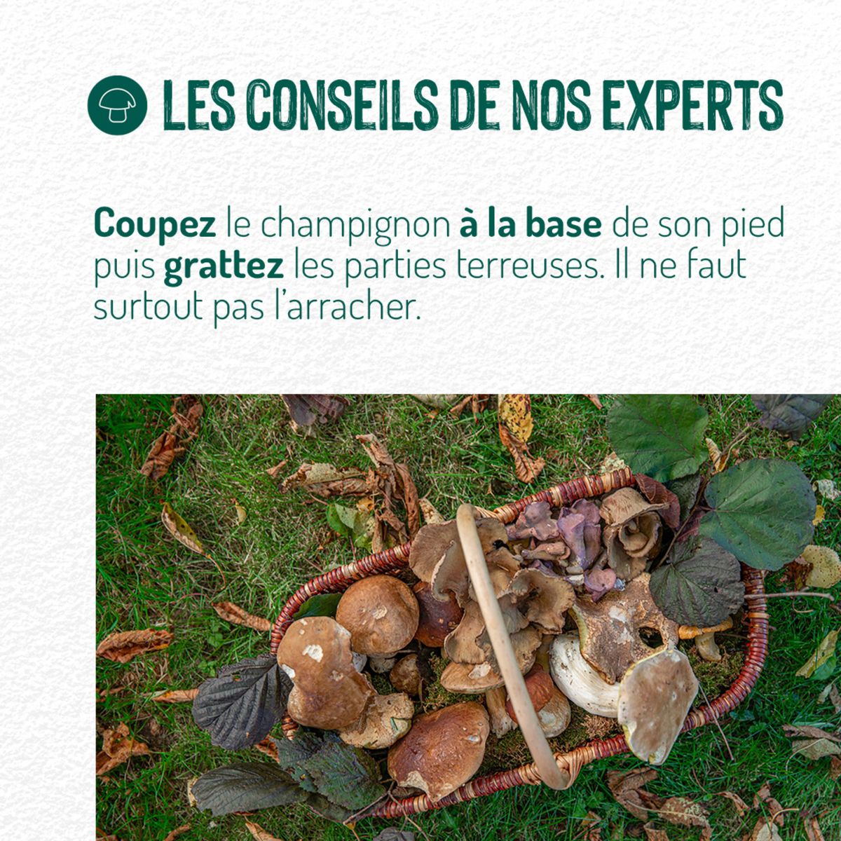 Catalogue La cueillette des champignons, page 00005