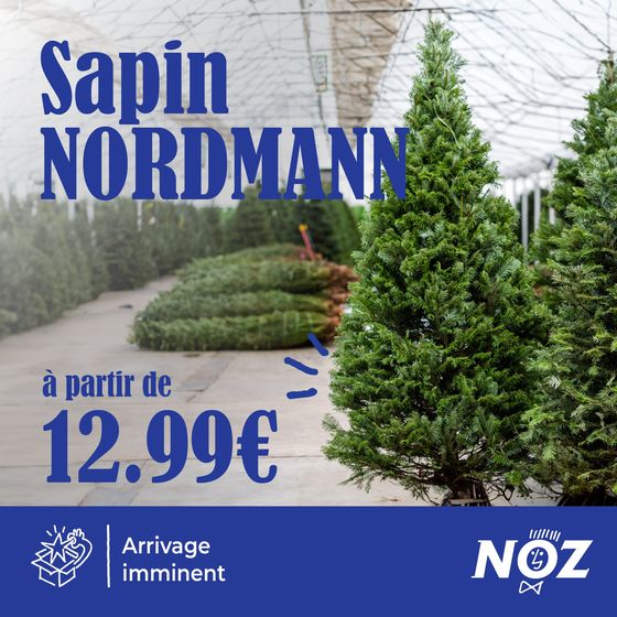 Sapin nordmann