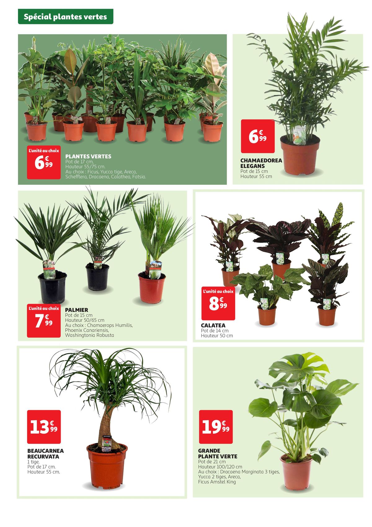 Catalogue Spécial plantes vertes, page 00002