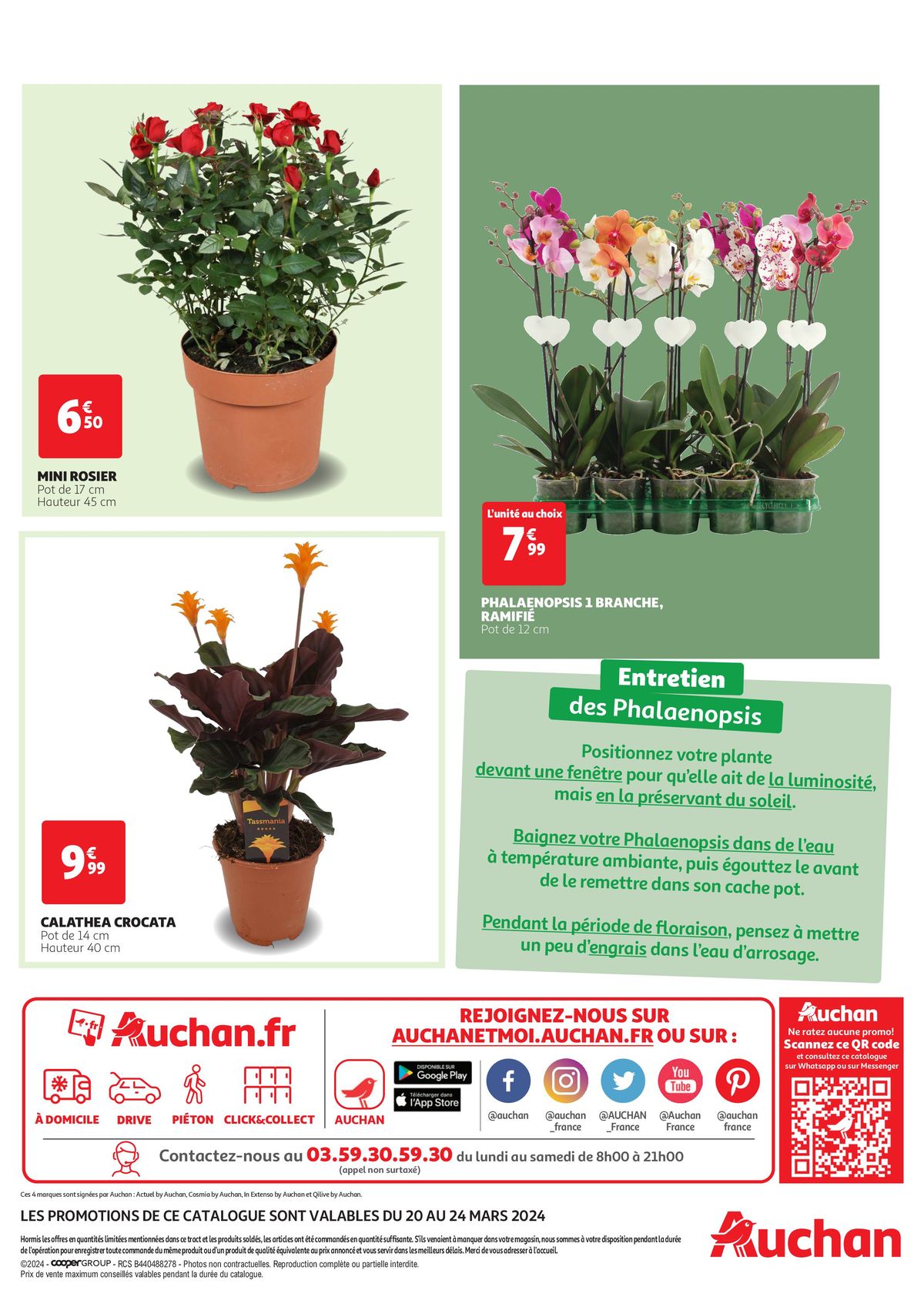 Catalogue Spécial plantes vertes, page 00003