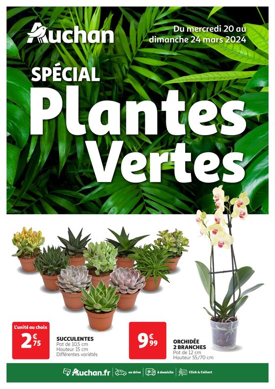 Spécial plantes vertes