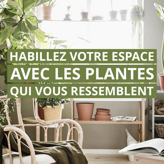 Découvrez dès maintenant notre sélection de plantes à prix accessibles et mettez du vert dans votre intérieur. 