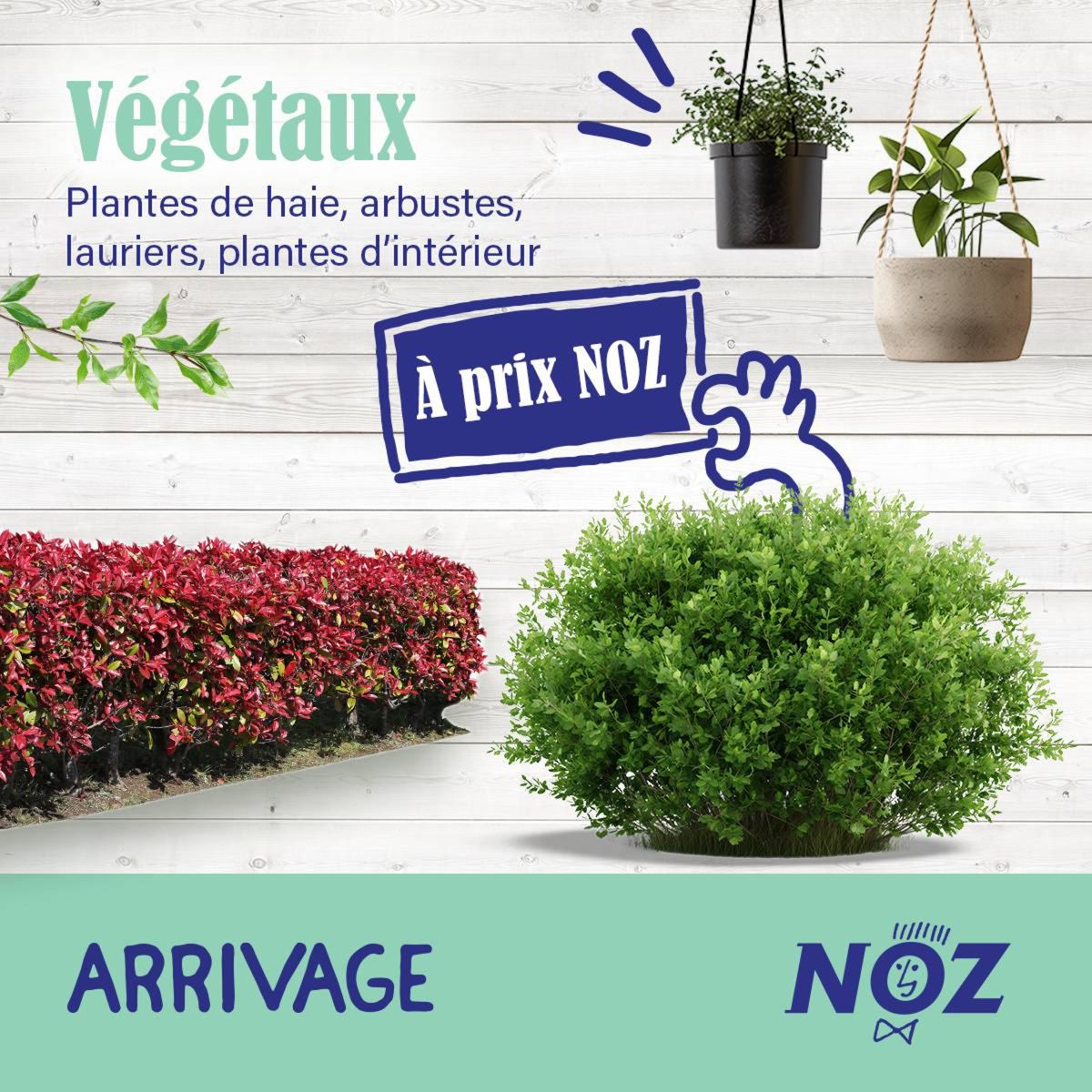 Catalogue Plantes de haie, arbustes, lauriers et plantes d'intérieur sont à retrouver à prix NOZ !, page 00001