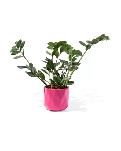 Pot de fleurs Ø 12 x 13 cm céramique rose offre à 9,89€ sur Hema