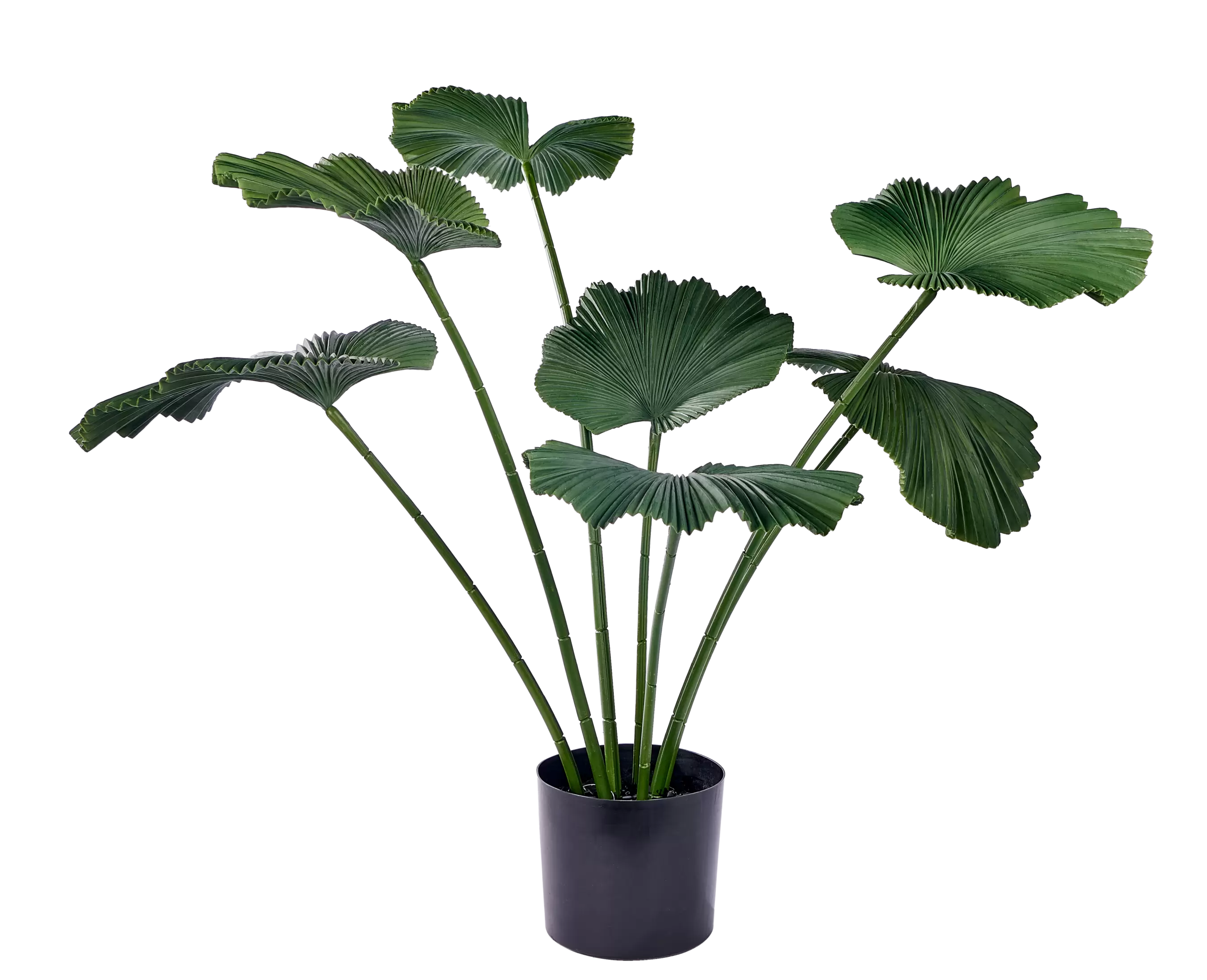 LOTUS Plante vert offre à 99€ sur Casa