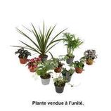 Plantes vertes : pot d.6cm - Variétés variables offre à 2,49€ sur Truffaut
