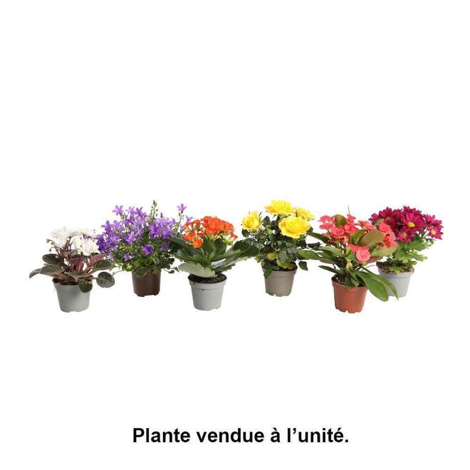 Plantes fleuries : pot d.6cm - Coloris et variétés variables offre à 2,49€ sur Truffaut