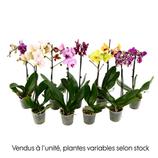 Orchidée Phalaenopsis 1 tige - pot D.12 cm offre à 7,99€ sur Truffaut