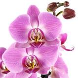 Orchidée Phalaenopsis 2 tiges - Pot Ø 12 cm offre à 13,99€ sur Truffaut