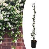 PLANT IN A BOX - Trachelospermum jasminoides - xl jasmin etoile grimpant - fleurs blanc - pot 17cm - hauteur 110-120cm offre à 27,95€ sur Truffaut