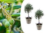 PLANT IN A BOX - Olea europaea - set de 2 - d'olivier dans un panier - pot 14cm - hauteur 50-60cm offre à 44,45€ sur Truffaut