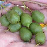 PÉPINIÈRES TRAVERS - Kiwi de sibérie arguta issaï (autofertile)/actinidia arguta issaï (autofertile)[-]pot de 3l - 60/120 cm offre à 20,83€ sur Truffaut