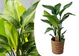 PLANT IN A BOX - Strelitzia nicolai - plante oiseau de paradis - pot 17cm - hauteur 55-70cm offre à 39,45€ sur Truffaut