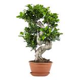 BLOOMIQUE - Ficus microcarpa 'ginseng' en forme de s – bonsaï – plante d'intérieur – ⌀22 cm - ↕60-70 cm offre à 54,95€ sur Truffaut