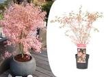 PLANT IN A BOX - Érable du japon 'taylor' - érable japonais - pot 19cm - hauteur 50-60cm offre à 35,95€ sur Truffaut