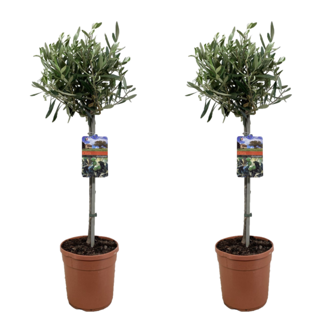 PLANT IN A BOX - Olea europaea - olivier sur tige - set de 2 - pot 19cm - hauteur 80-90cm offre à 52,45€ sur Truffaut