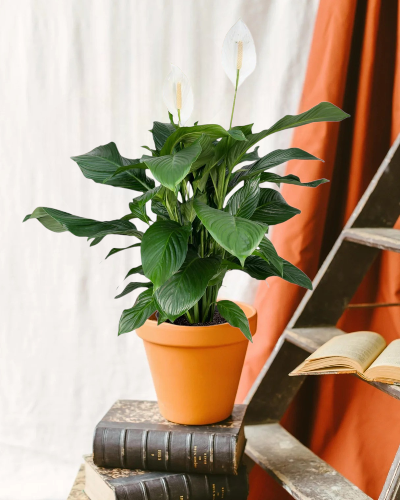 LA GREEN TOUCH - Plante d'intérieur - spathiphyllum 80cm offre à 32€ sur Truffaut