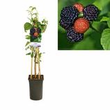 LA GREEN TOUCH - Rubus occidentalis 'black jewel' +light label - ø17cm - ↕75cm offre à 29€ sur Truffaut