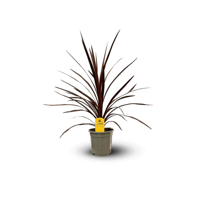ATTITUDE JARDIN - Cordyline australis red - ↕ 80-90 cm - ⌀ 17 cm - plante d'extérieur offre à 44,95€ sur Truffaut