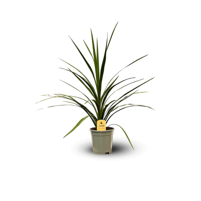 ATTITUDE JARDIN - Cordyline australis - ↕ 80-90 cm - ⌀ 17 cm - plante d'extérieur offre à 44,95€ sur Truffaut