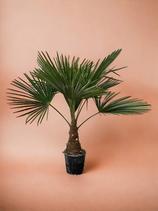 LA GREEN TOUCH - Plante d'intérieur - trachycarpus palmier 90cm offre à 89€ sur Truffaut