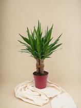 LA GREEN TOUCH - Plante d'intérieur - yucca tres cañas 70cm offre à 43€ sur Truffaut