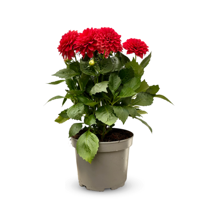 ATTITUDE JARDIN - Dahlia - plante fleurie - ↕ 40-50 cm - ⌀ 19 cm - plante d'extérieur - fleur rouge offre à 37,95€ sur Truffaut