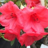 ARBORIX - 2 x rhododendron 'elizabeth' - rhododendron 'elizabeth' - 20-30 cm pot offre à 49,08€ sur Truffaut