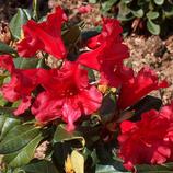 ARBORIX - 2 x rhododendron 'baden-baden' - rhododendron 'baden-baden' - 20-30 cm pot offre à 49,08€ sur Truffaut