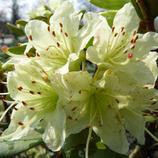 ARBORIX - 2 x rhododendron 'shamrock' - rhododendron 'shamrock' - 20-30 cm pot offre à 49,08€ sur Truffaut