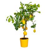 BLOOMIQUE - Citrus limon - citronnier - arbre fruitier - persistant - ⌀21 cm - ↕70-80 cm offre à 49,95€ sur Truffaut