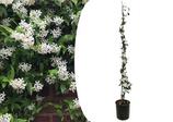 PLANT IN A BOX - Jasmin xl - plante grimpante - pot 17cm - hauteur 110-120cm offre à 29,95€ sur Truffaut
