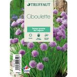 TRUFFAUT - Plant de ciboulette : pot de 1 litre offre à 5,99€ sur Truffaut