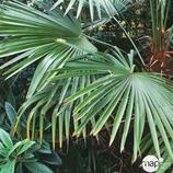 Palmier de Chine - Trachycarpus fortunei : pot de 35 litres 50/60 offre à 175€ sur Truffaut
