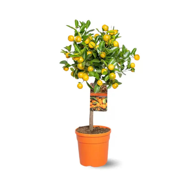 ATTITUDE JARDIN - Mandarinier calamondin - agrume méditerranéen - arbre fruitier - ↕ 75-85 cm - ⌀ 22 cm - agrume d'intérieur offre à 59,95€ sur Truffaut