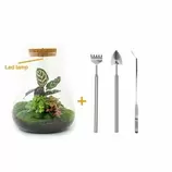 LA GREEN TOUCH - Kit terrarium diy 3 plantes - samos offre à 109€ sur Truffaut